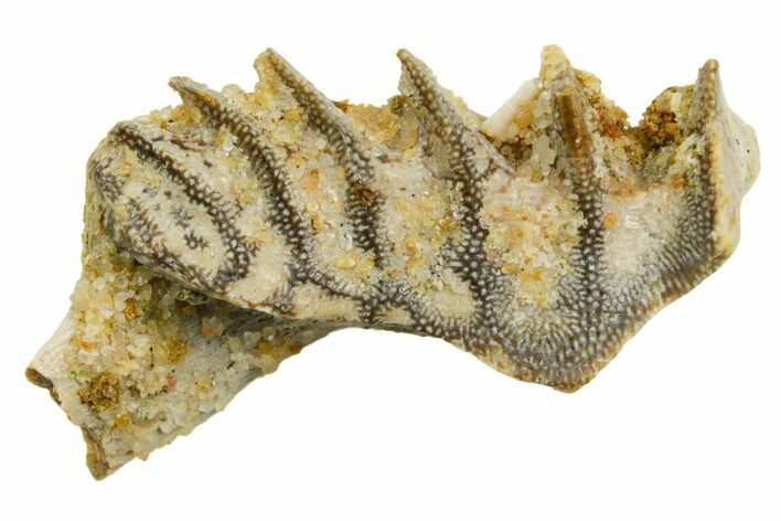 Cretaceous Lungfish (Ceratodus) Tooth Plate - Morocco #366748